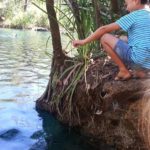 Archer Fish in Berry Springs