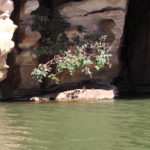 Freshwater croc at Geikie Gorge