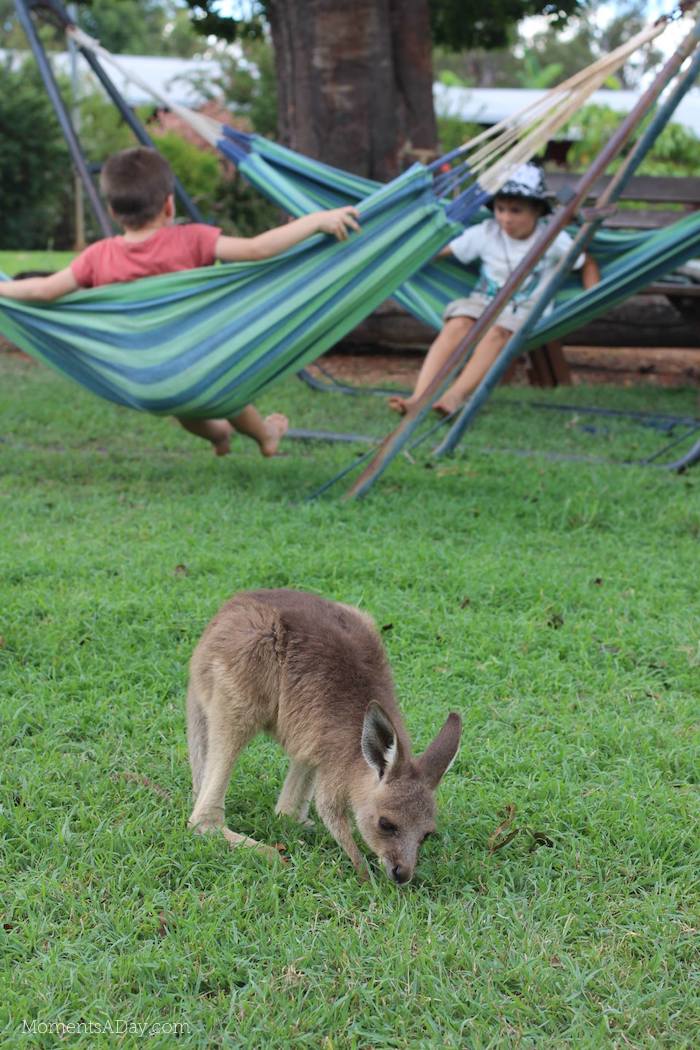 Why you should take your kids to a farm and what they will learn from the experience