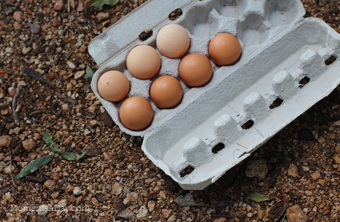 Why you should take your kids to a farm and what they will learn from the experience