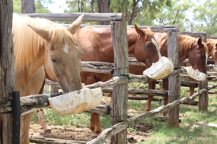 Why you should take your kids to a farm and what they will learn from the experience