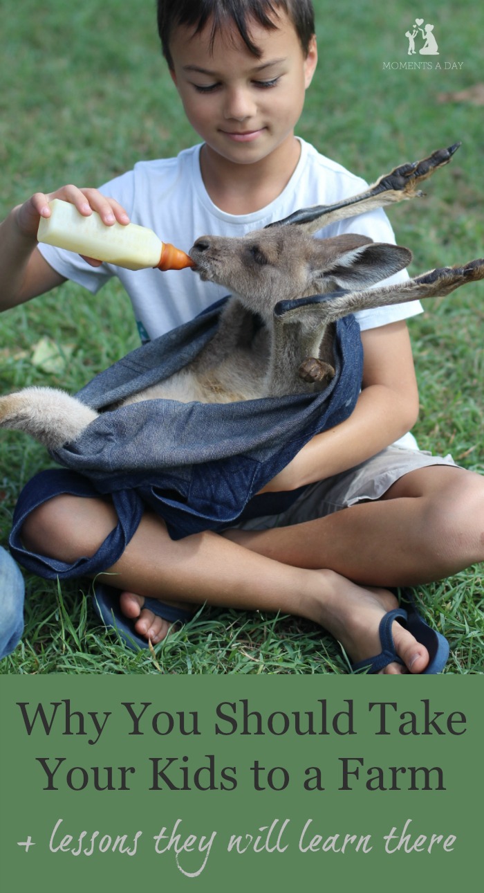 Reasons why a farm stay is a great field trip for kids and the lessons they can learn from the experience