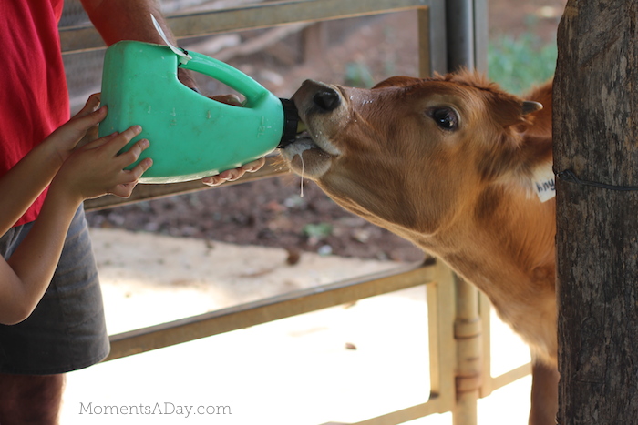 Why you should take your kids to a farm and what they will learn from the experience