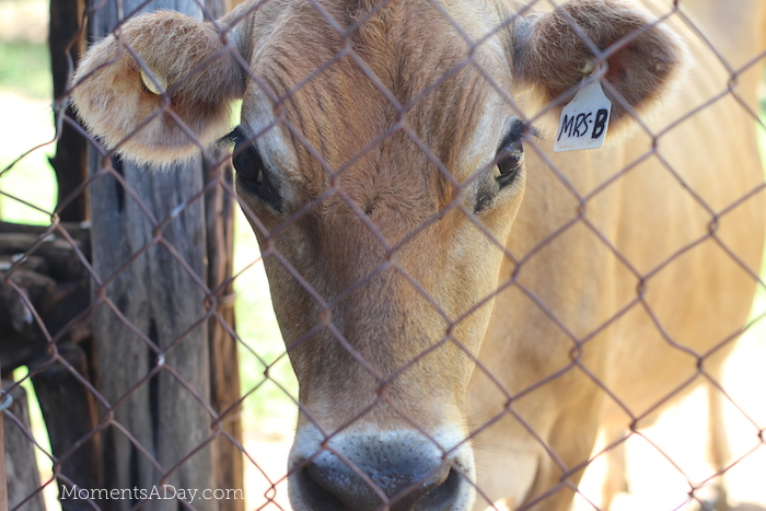 Why you should take your kids to a farm and what they will learn from the experience