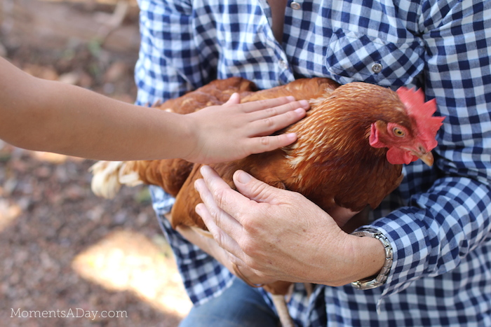 Why you should take your kids to a farm and what they will learn from the experience