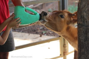 Why You Should Take Your Kids to a Farm